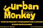 urban-monkey